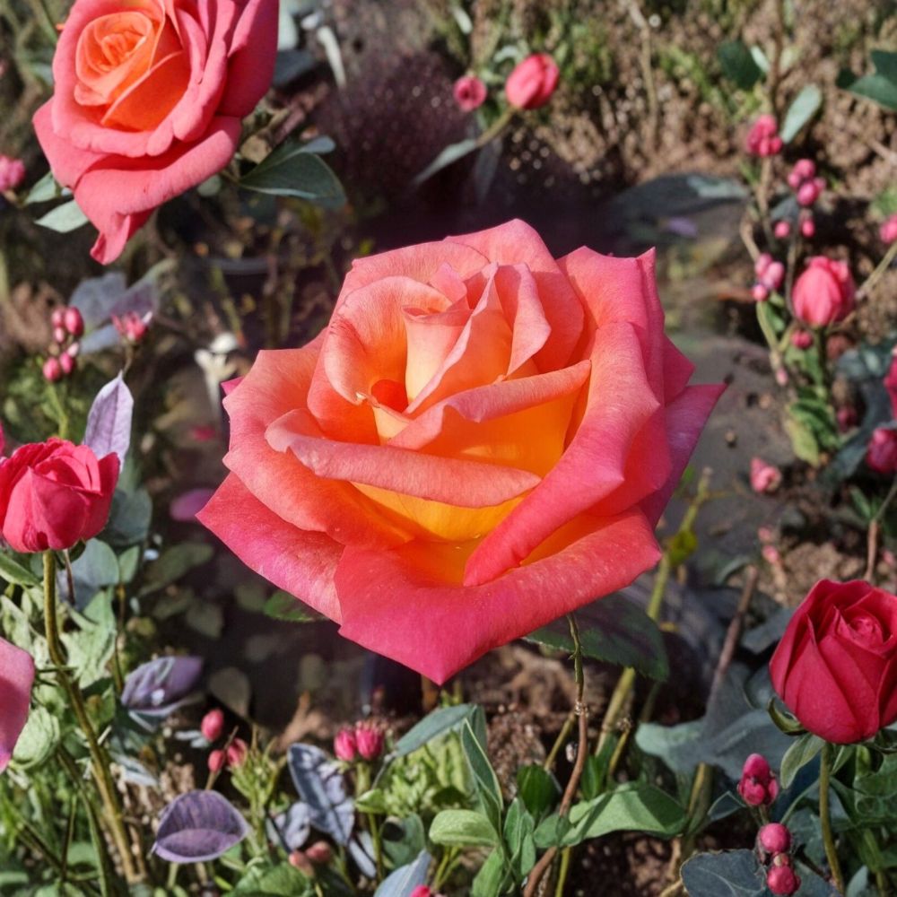 Mikado Hybrid Tea Rose – Live Scarlet Yellow Bicolor Rose Bush – 2 Gallon Garden Shrub – Repeat Blooming Full Sun Rose Plant