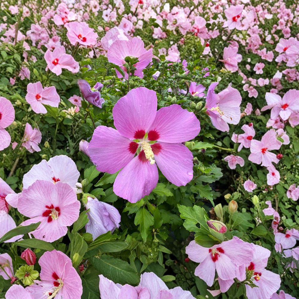 Woodbridge Rose of Sharon Live Plant – Pink Flowering Shrub in 2-Gallon Pot – Hibiscus syriacus, Summer Blooming Hardy Hibiscus for Landscaping