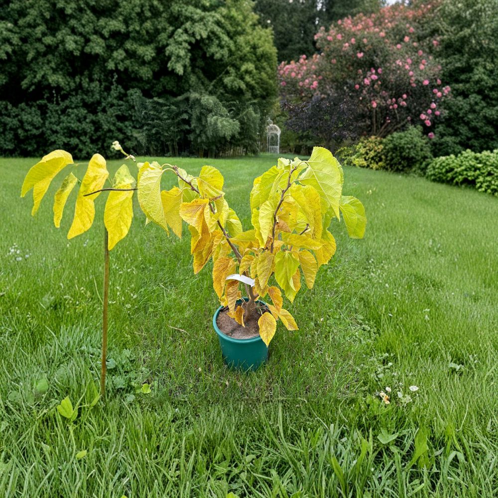 Contorted Mulberry Tree – Live Ornamental Plant in 2-Gallon Pot | Morus alba 'Contorta' Twisted Branch Tree