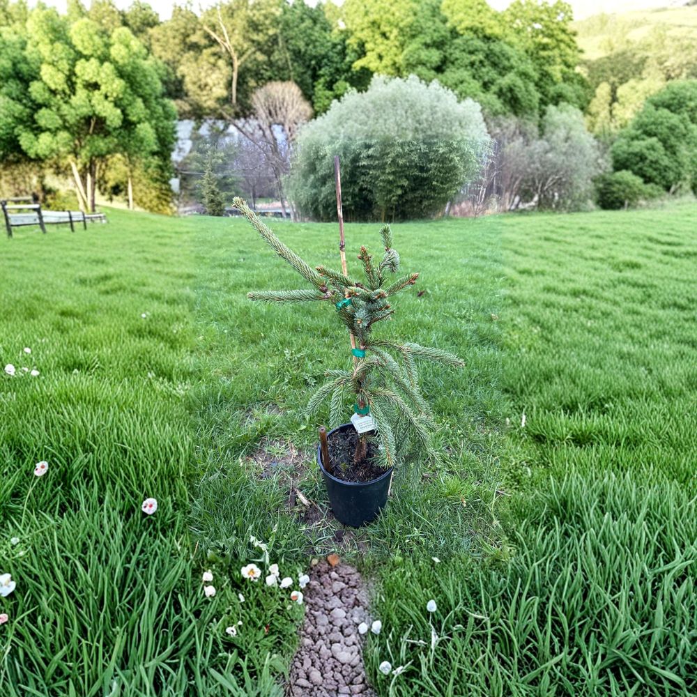 Glauca Pendula Norway Spruce – Live Weeping Blue Evergreen Plant in 1-Gallon Pot | Picea abies 'Glauca Pendula'