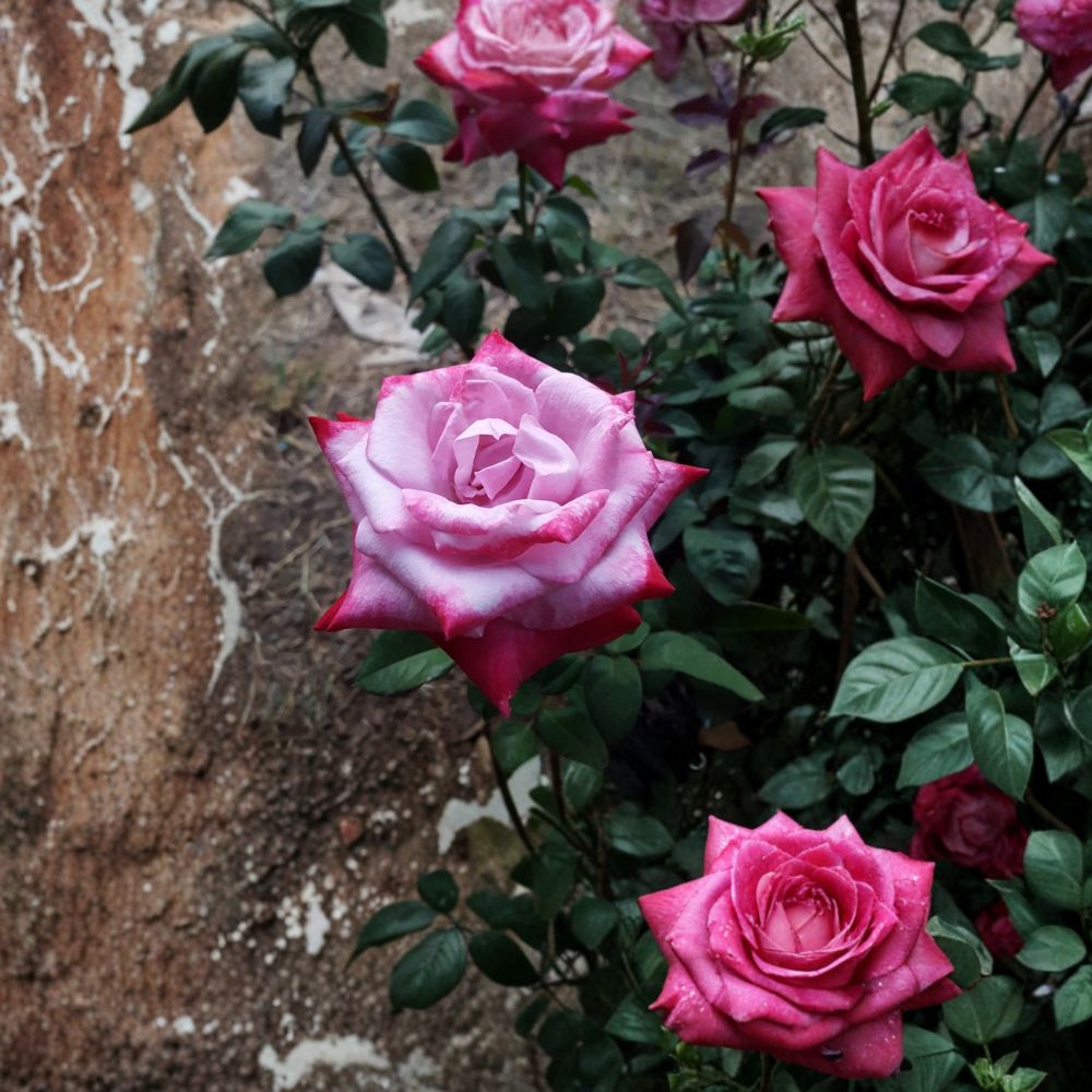 Paradise Hybrid Tea Rose – Lavender Pink Magenta Live Bush Plant, 3 Gallon, Fragrant Blooming Rose Shrub, Garden & Landscape Favorite