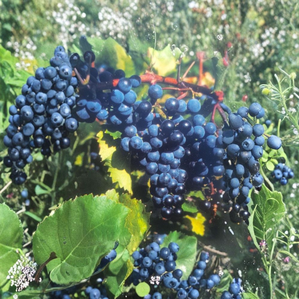 Concord Grape Vine Live Plant – Vitis labrusca 2-Gallon Root-Wrapped Vine for Vineyard & Backyard Cultivation