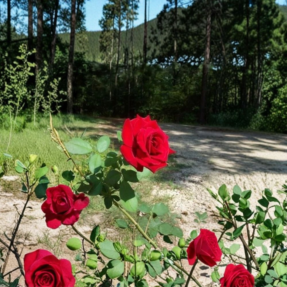 Climbing Don Juan Rose – 5 Gallon Live Rose Bush Plant with Fragrant Deep Red Blooms, Includes Root Ball, Ideal for Trellis & Fence