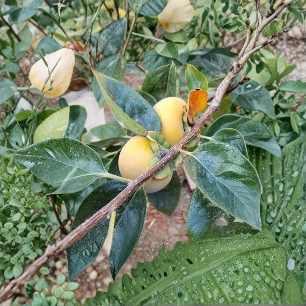 Fuyu Persimmon Tree – Live Fruit Tree with Healthy Roots – Non-Astringent, Sweet Edible Fruit – Diospyros kaki for Backyard Gardens