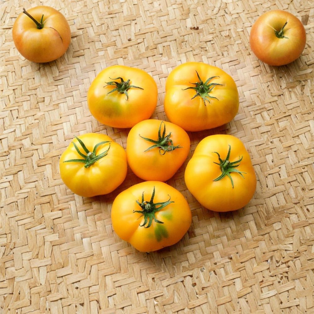 Azoychka Tomato Seeds – Russian Yellow Beefsteak Heirloom, Organic, Garden & Container Friendly, Solanum lycopersicum, 50 Seeds