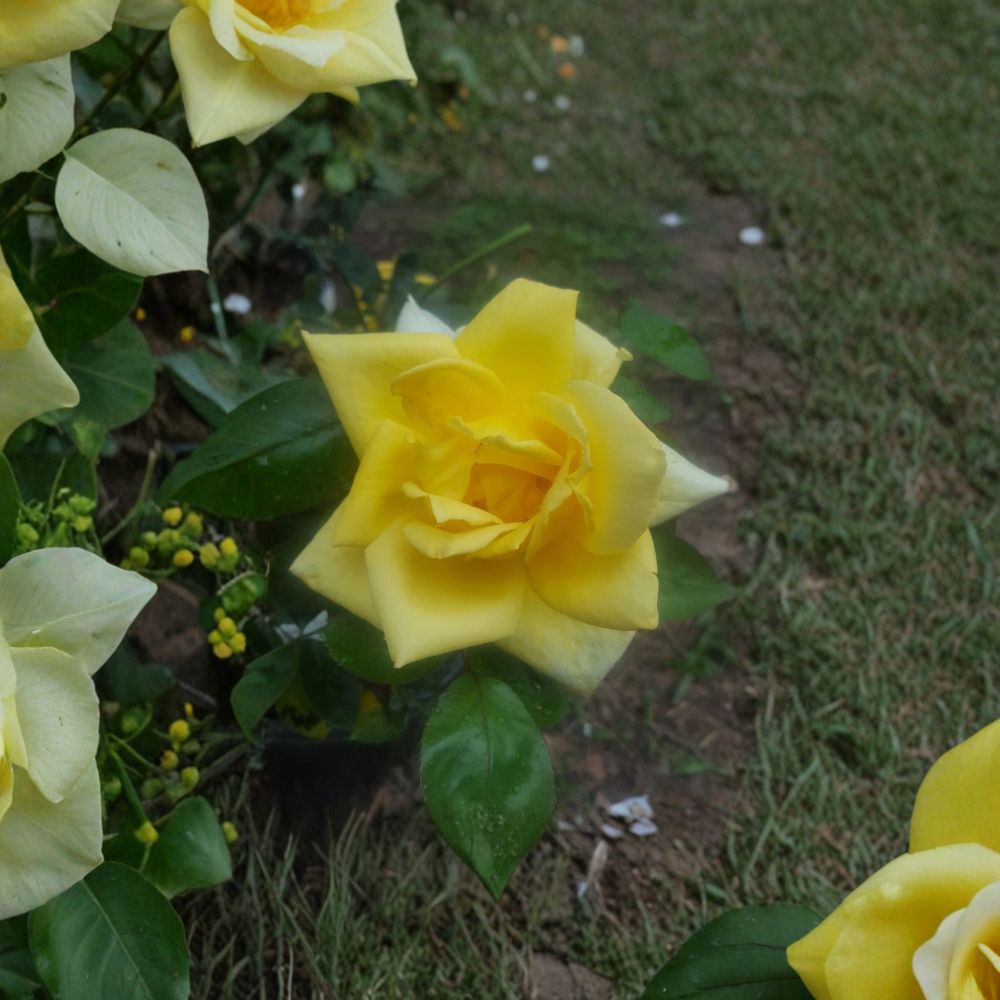 Oregold Grandiflora Rose – Live Yellow Rose Bush, 2 Gallon, Golden Yellow Blooms, Garden Rose, Full Sun Landscape Shrub