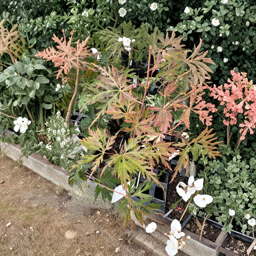 Acer palmatum 'Orangeola' Japanese Maple Live Plant 2 Gallon Pot Weeping Laceleaf Ornamental Tree for Patio & Landscape