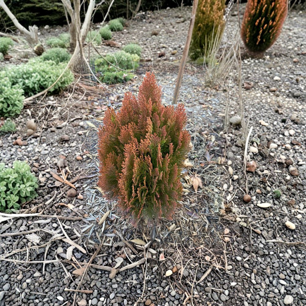 Morgan Arborvitae Live Dwarf Evergreen Shrub 4 Inch Pot | Thuja orientalis ‘Morgan’ | Golden Orange Conifer Plant