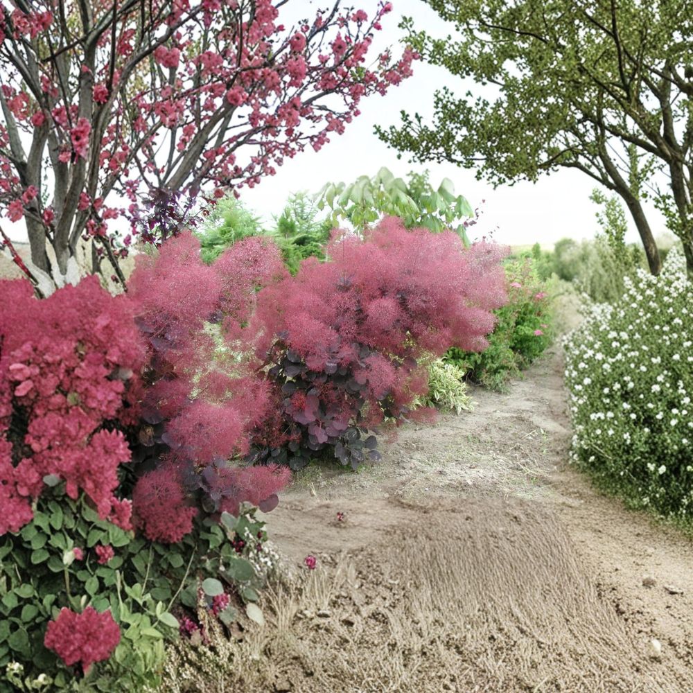 Cotinus coggygria ‘Royal Purple’ Live Plant – 12-Inch Smoke Tree with Vibrant Purple Foliage in 1-Gallon Pot for Landscaping