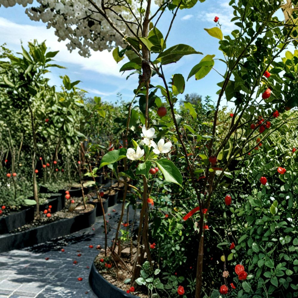 Dolgo Crabapple Tree – Malus 'Dolgo' Live Fruit Tree, 4–6 Feet, Cold Hardy, Backyard Orchard, Edible Tart Apples, Includes Root System