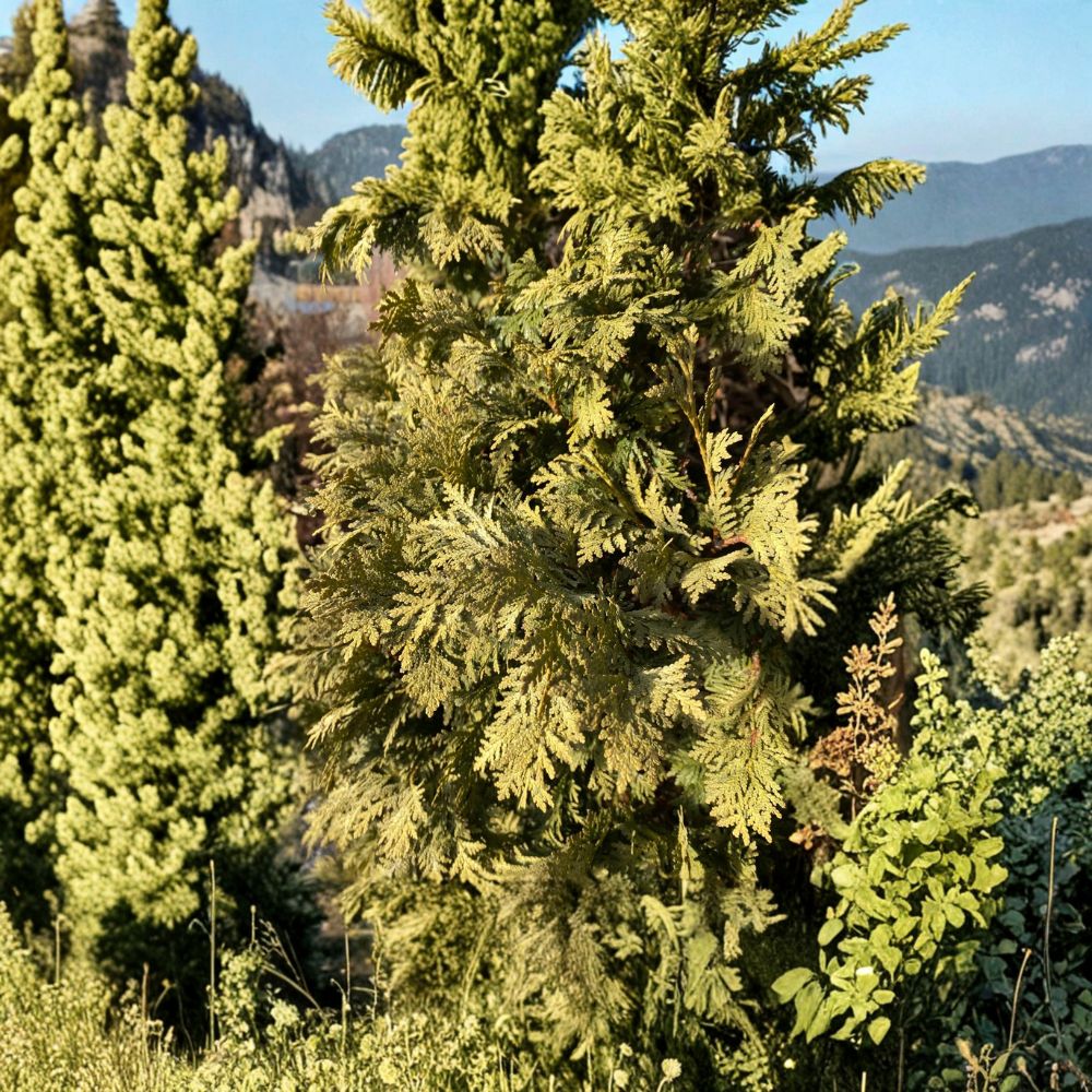 Wareana Lutescens Arborvitae Live Golden Evergreen Conifer Quart Pot Thuja occidentalis Hardy Landscape Tree
