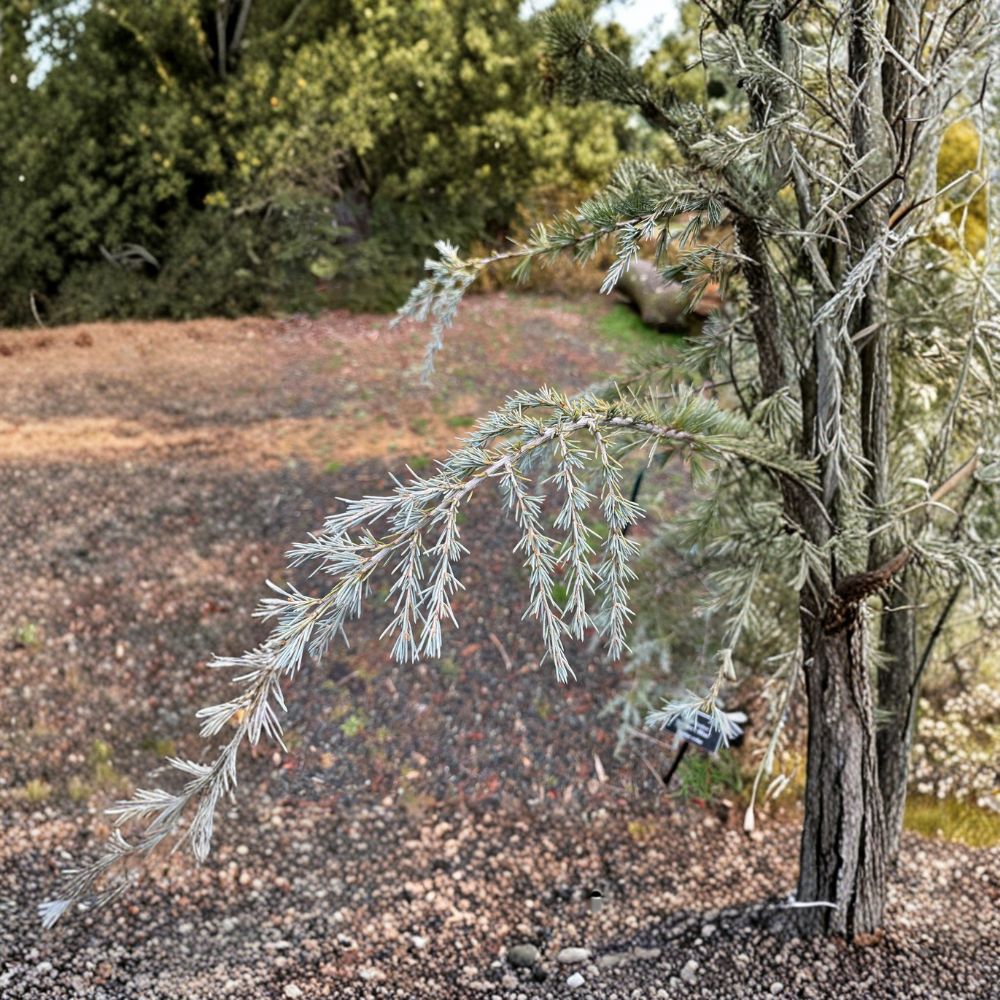 Cedrus deodara 'Sander's Blue' Weeping Blue Evergreen Conifer Live Plant 12-Inch in 1-Gallon Pot Landscape Specimen Tree