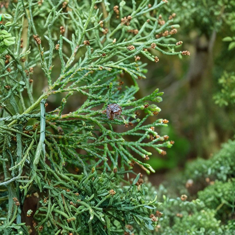 Chamaecyparis thyoides 'Andelye Conica' Atlantic White Cedar Live Plant 1 Gallon Compact Conical Evergreen Native Tree