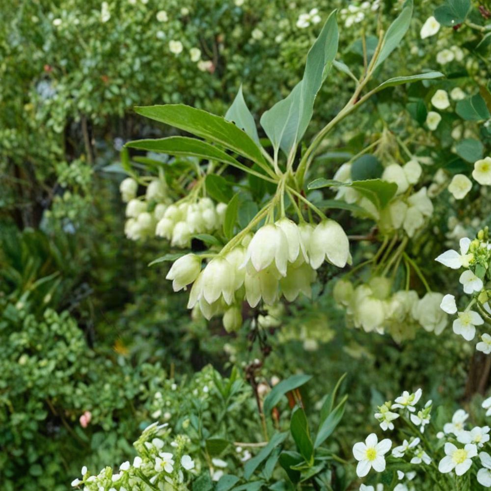 Enkianthus campanulatus 'Albiflorus' Live Plant – White Bell Flowers, Brilliant Fall Color, Woodland Garden Favorite