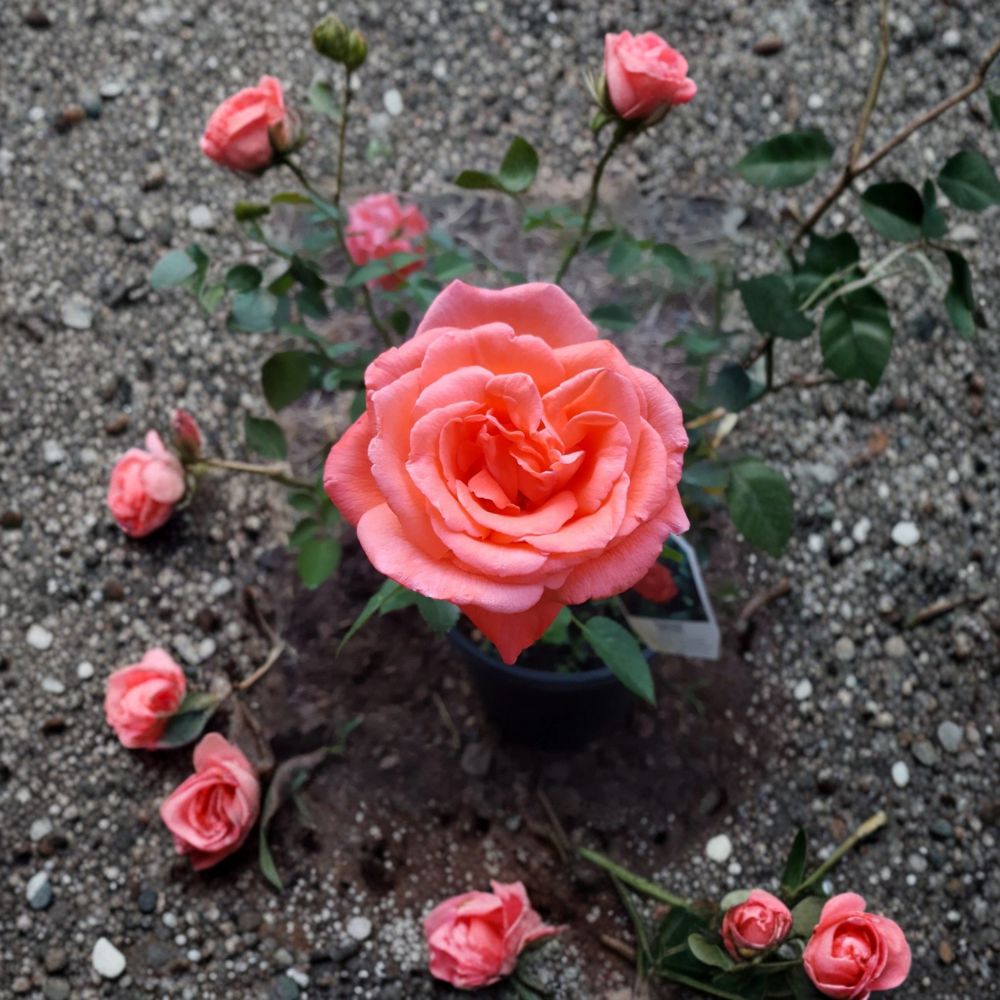 Tropicana Hybrid Tea Rose – 3 Gallon Live Bush Plant with Fragrant Orange Blooms, Easy to Grow Garden Rose, Includes Root Ball Wrapping