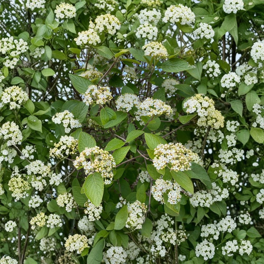 Mohican Viburnum Live Shrub 4-Inch Pot | Viburnum lantana 'Mohican' Multi-Season Flowering Plant