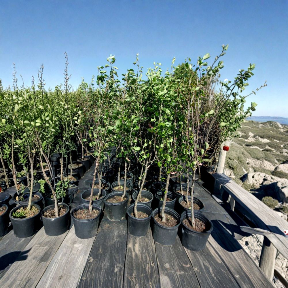 Shinko Asian Pear Tree – Pyrus pyrifolia Live Fruit Tree – 4-6 Feet Tall – Sweet Crisp Pears – Backyard Orchard Friendly