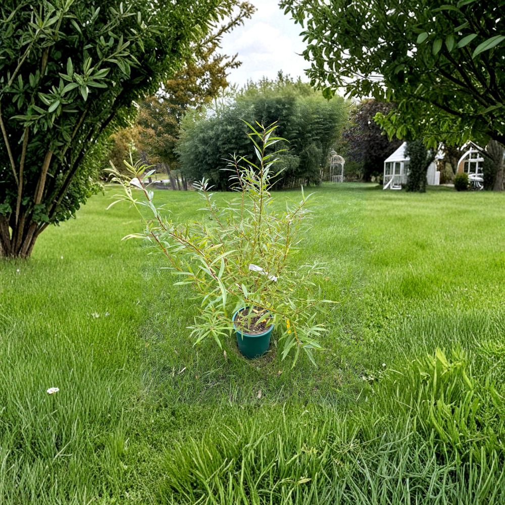Salix sachalinensis 'Sekka' Japanese Fantail Willow Live Plant 2 Gallon Ornamental Tree with Crested Branches