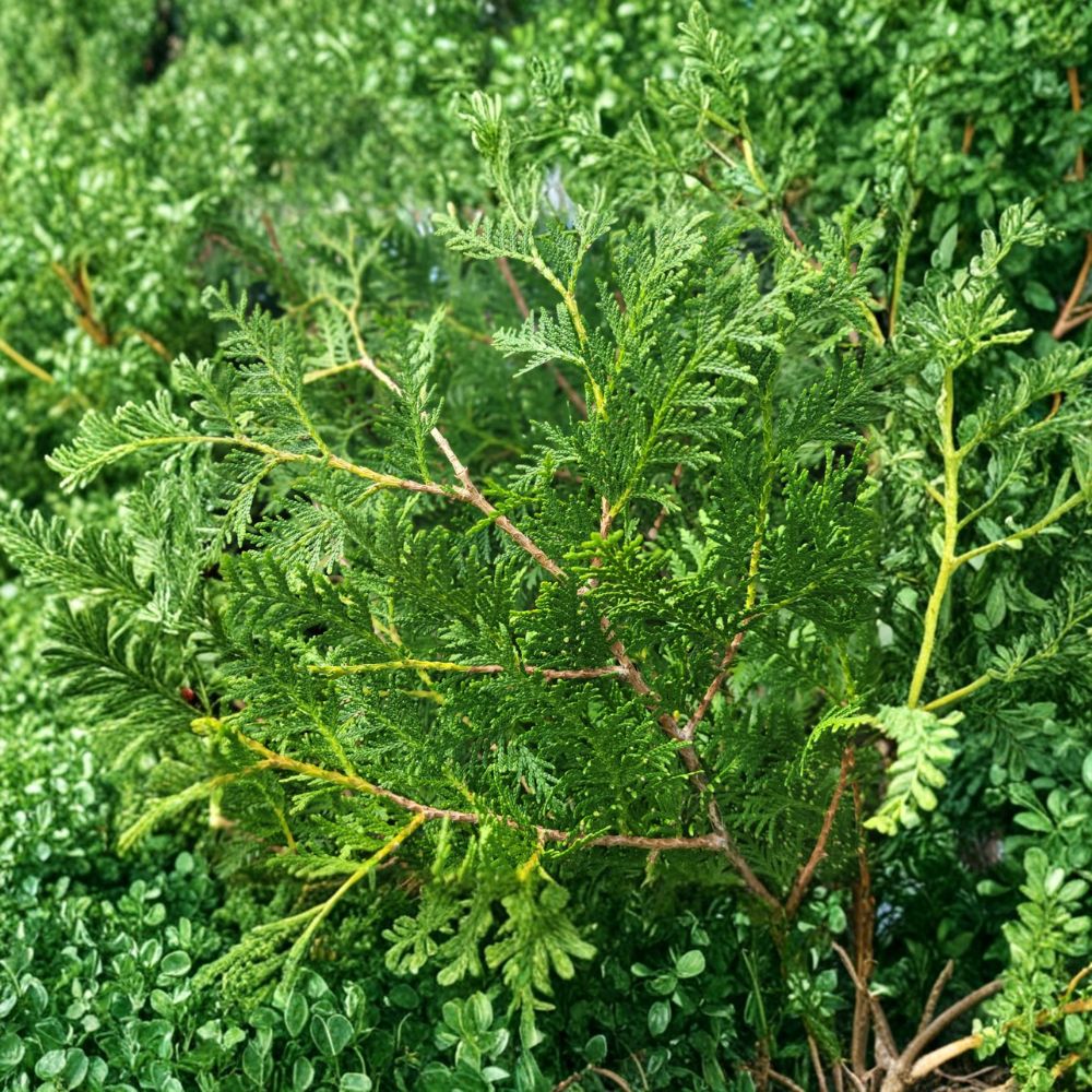 Thuja occidentalis 'Nigra' Live Plant – Dark Green Evergreen Arborvitae in Quart Pot for Privacy Screen & Landscape