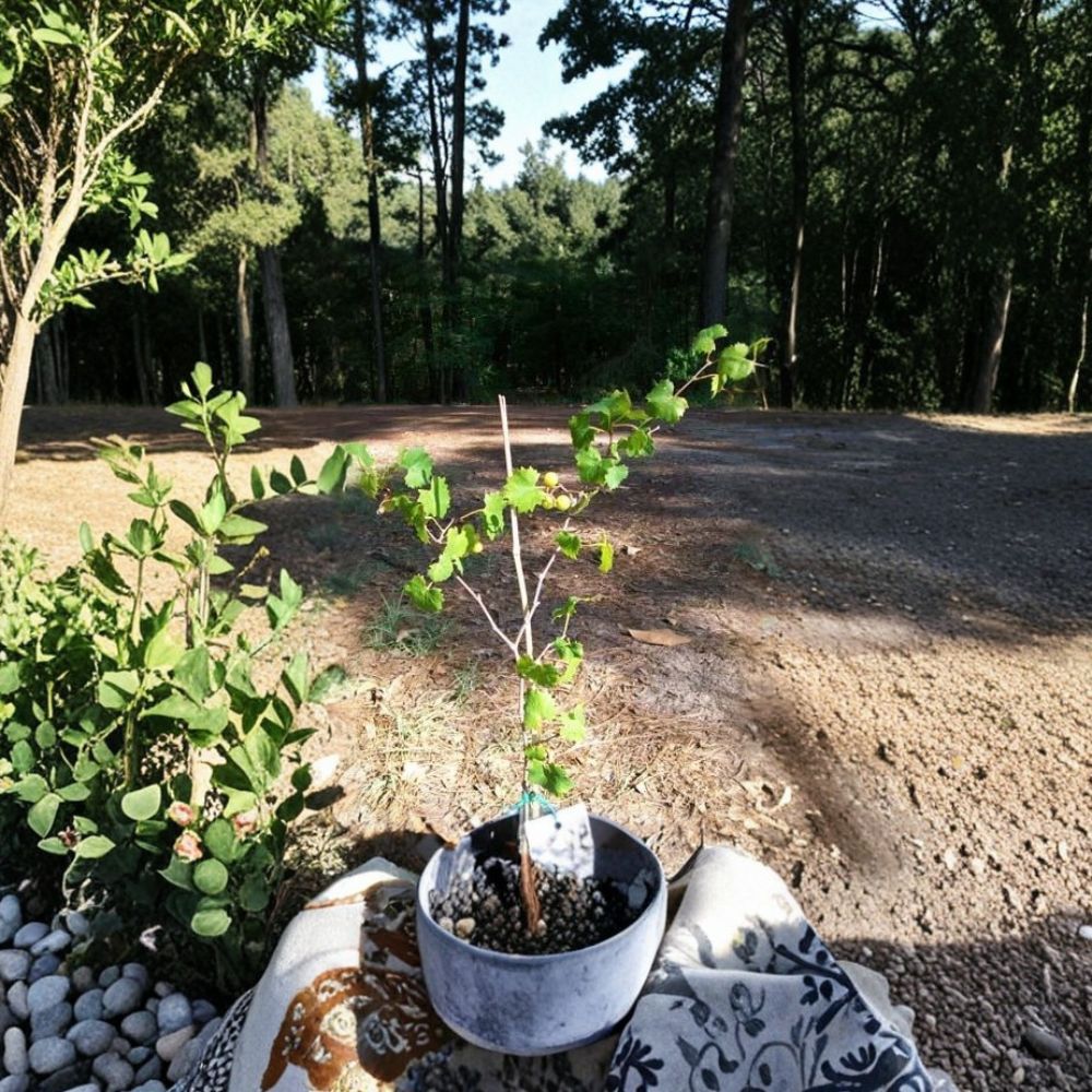 Bronze Tara Muscadine Grape Vine – 1 Gallon Live Plant, Self-Fertile Bronze Grapes, Sweet Fruit Vine, Vines & Backyard Garden Plant