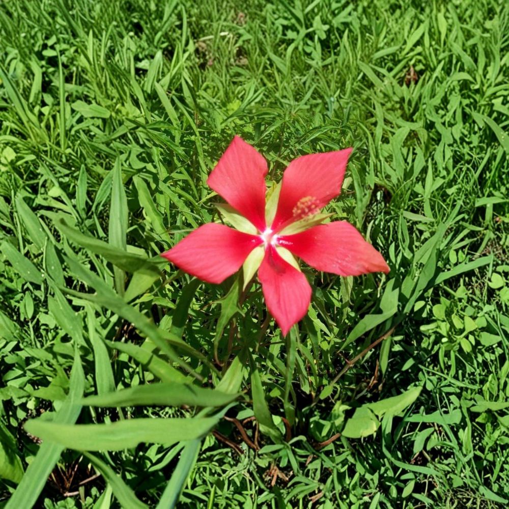 Texas Star Hibiscus Live Plant – 2 Gallon, Hibiscus coccineus, Large Red Flowers, Pollinator Friendly Garden Plant