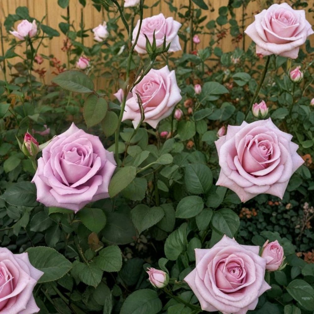 Blue Girl Hybrid Tea Rose – Mauve Lavender Live Bush Plant | 3 Gallon | Easy to Grow, Elegant Flowering Shrub, Root Ball Included