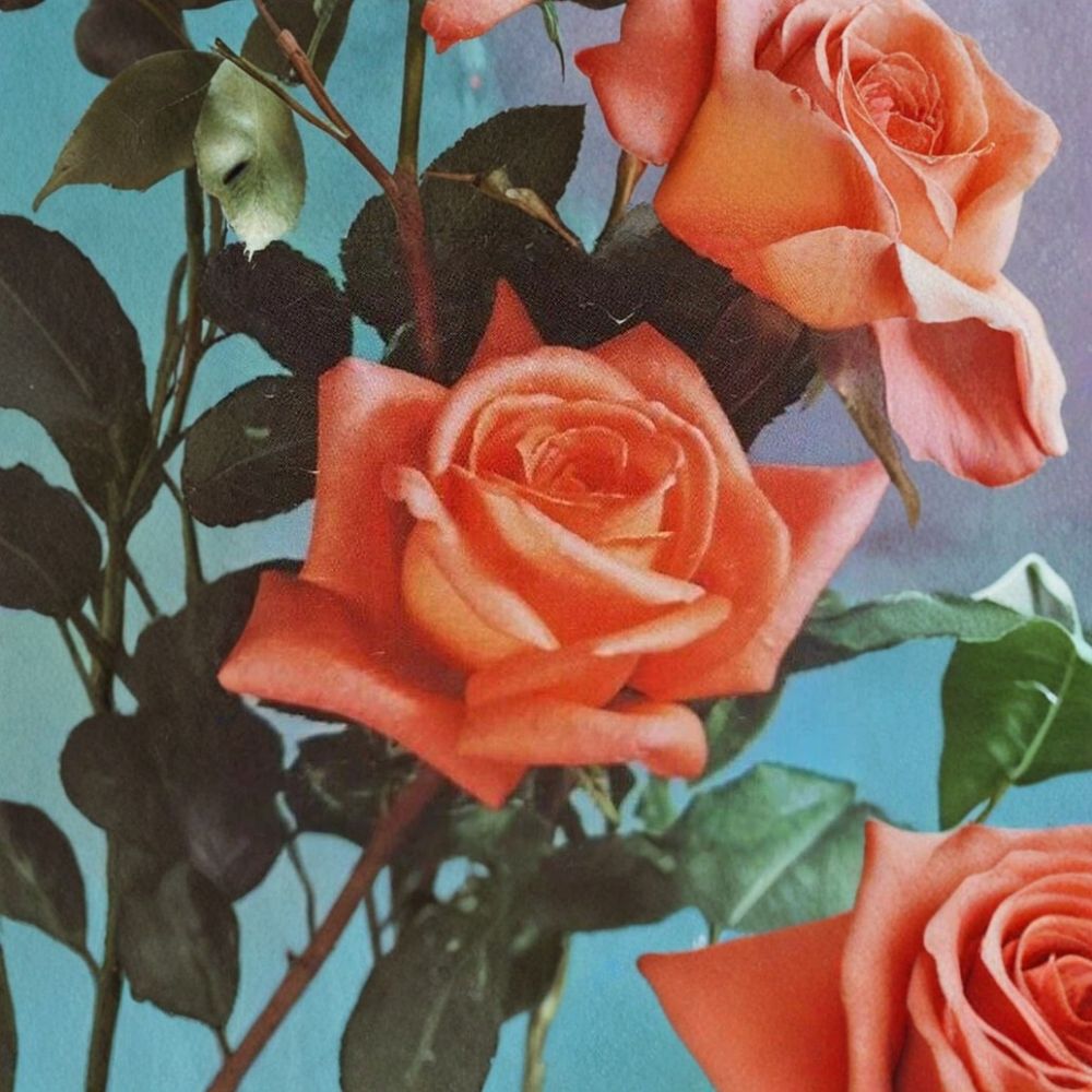 Shreveport Rose Hybrid Tea Live Plant 1 Gallon Orange Blooms Rosa