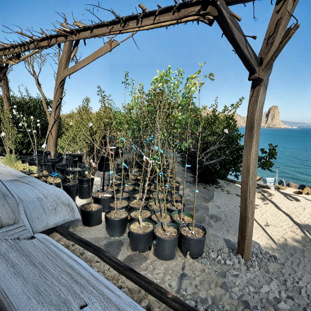 Comice Pear Tree – Live Fruit Tree with Healthy Roots, 4-6 Feet Tall, Pyrus communis, Sweet Juicy Pears for Backyard Orchard