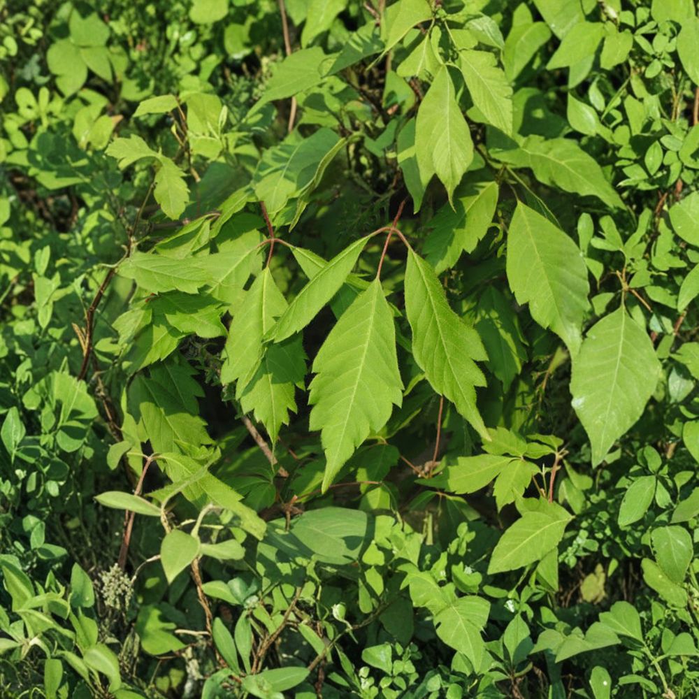 Acer cissifolium Ivy-Leafed Maple Live Plant in 4-Inch Pot, Ornamental Woodland Garden Tree, Rare Maple Species