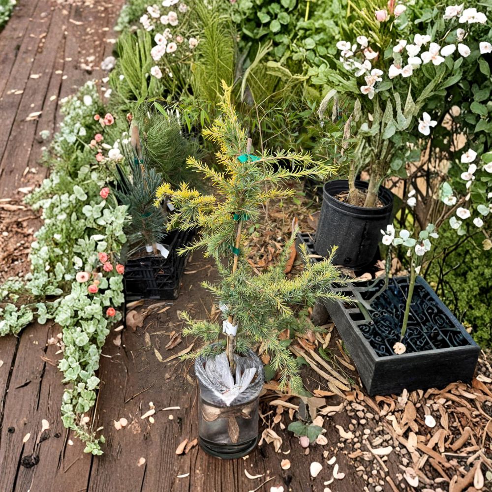 Cedrus deodara 'Gold Cascade' Live Plant – Golden Weeping Evergreen in 1-Gallon Pot for Landscape Focal Point