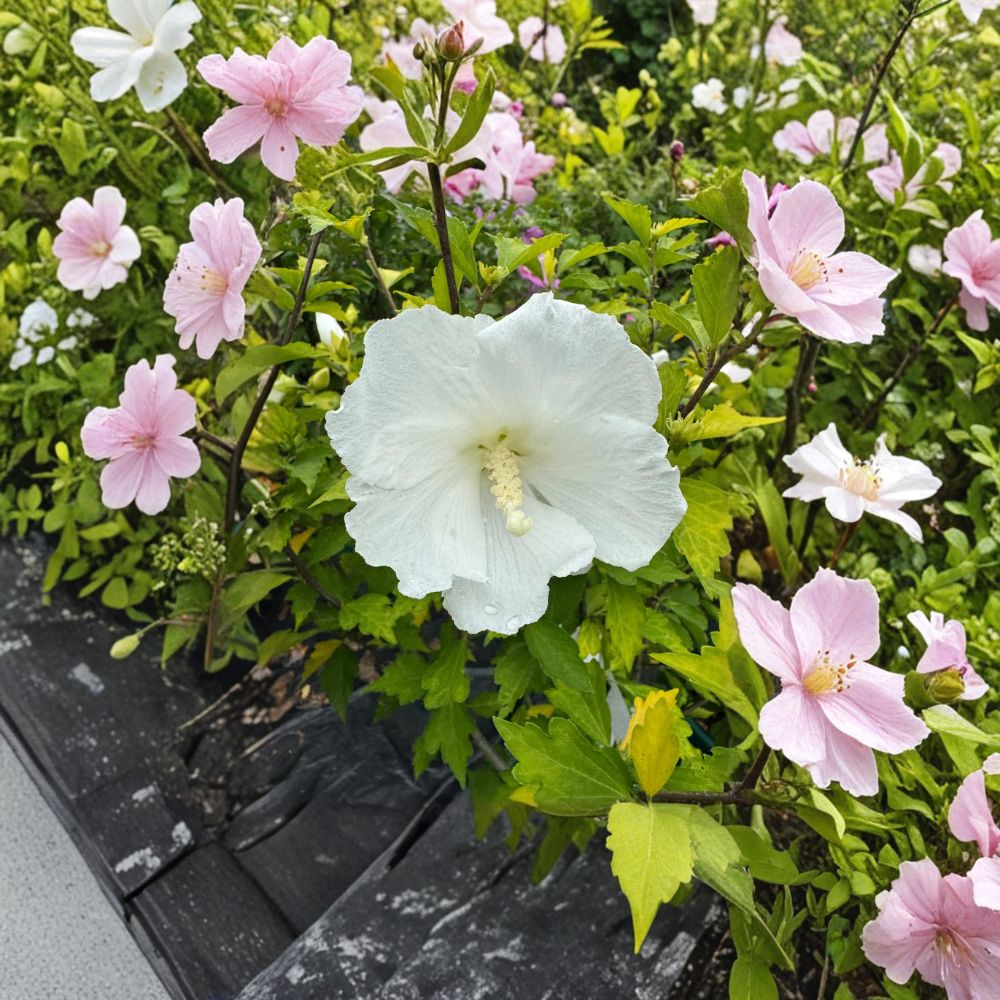 Diana Rose of Sharon Hibiscus syriacus Live Plant 2 Gallon Pot Pure White Summer Blooming Shrub Hardy Landscape