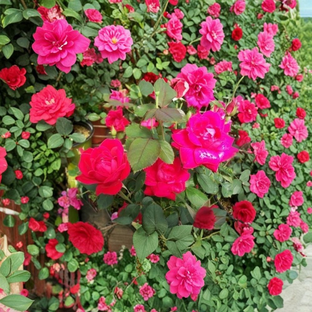 Double Knock Out® Red Rose Bush 1 Gallon Live Plant - Disease-Resistant, Continuous Red Blooms, Easy Care Landscape Rose