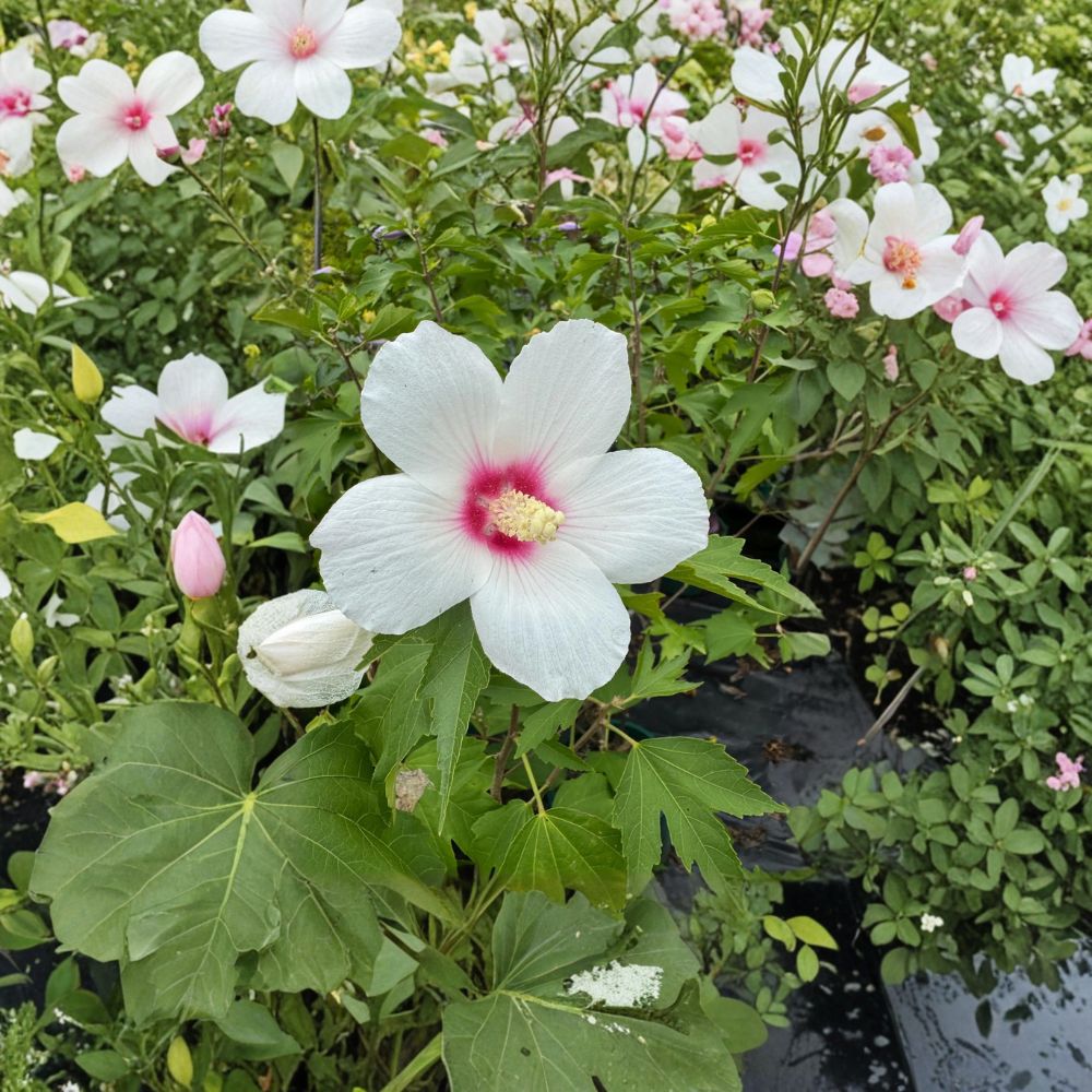 Lohengrin Rose of Sharon Live Plant – Lavender Pink Summer Blooms, Hardy Flowering Shrub, Hibiscus Hybrid, 2 Gallon Pot