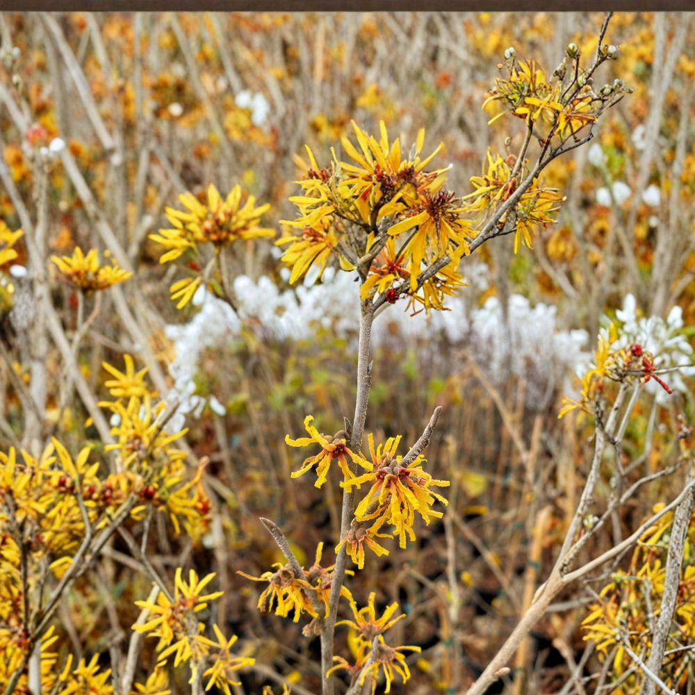 Witch Hazel Live Plant | Hamamelis virginiana 'Winter Champagne' | Fragrant Winter Blooms | 1 Gallon Pot | Hardy Landscape Shrub