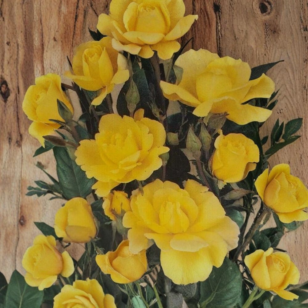 Climbing Golden Shower Rose – Daffodil Yellow Live Bush Plant 2 Gallon, Everblooming, Trellis & Arbor Friendly, Rosa spp.