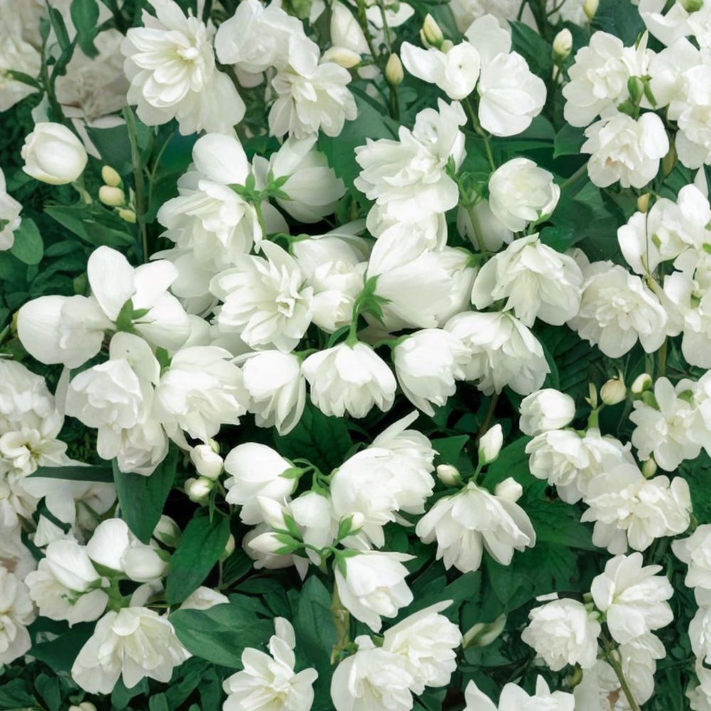 Philadelphus 'Janet Reidy' Fragrant Mockorange Live Plant 2 Gallon Pot Double White Blooms Hardy Flowering Shrub