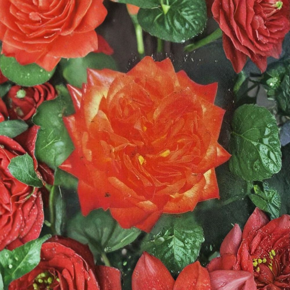 Charisma Floribunda Rose Live Plant – 2 Gallon Red Orange Yellow Blooming Rose Bush for Garden & Landscape