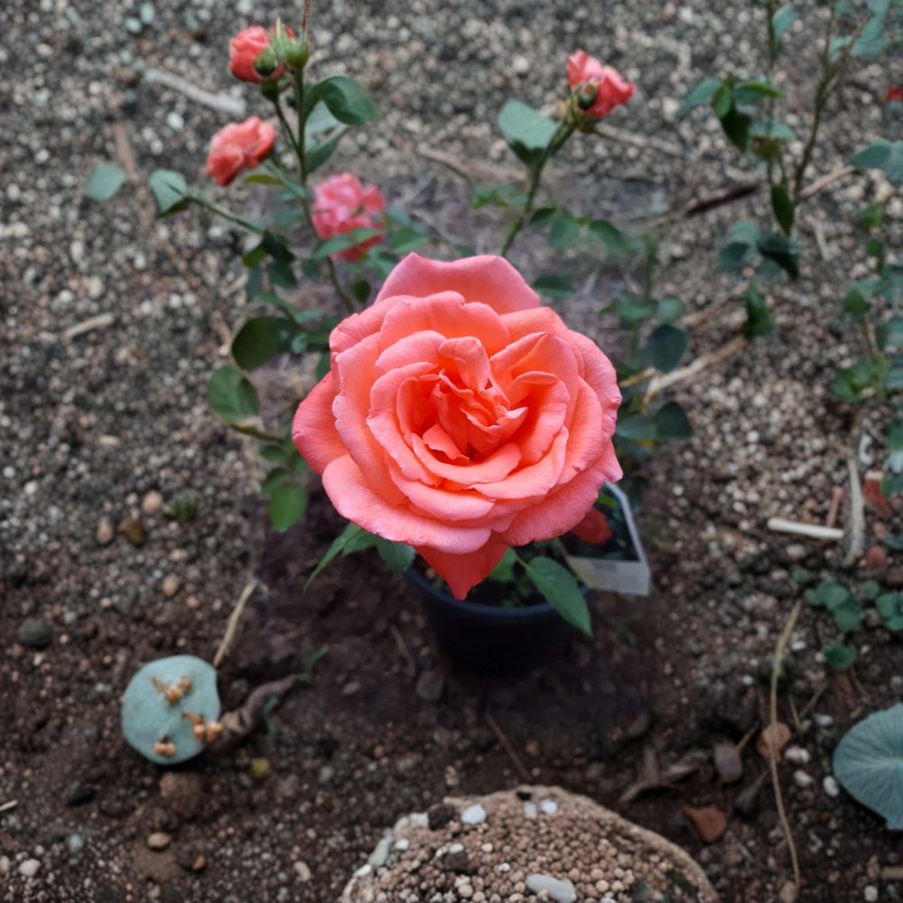 Tropicana Rose – Rosa Hybrid Tea Live Plant, 2 Gallon, Vibrant Orange Fragrant Blooms, Garden & Landscape Friendly