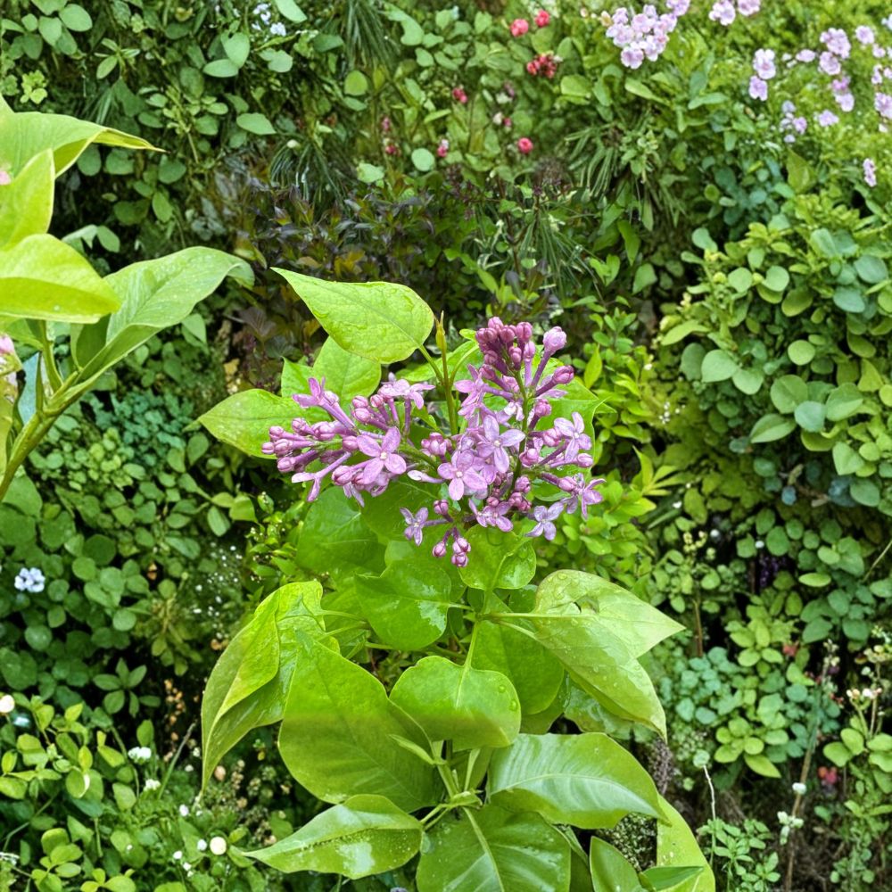 Syringa vulgaris 'Prairie Petite' Dwarf French Lilac Live Plant 1 Gallon Compact Shrub Fragrant Purple Blooms Pollinator Friendly