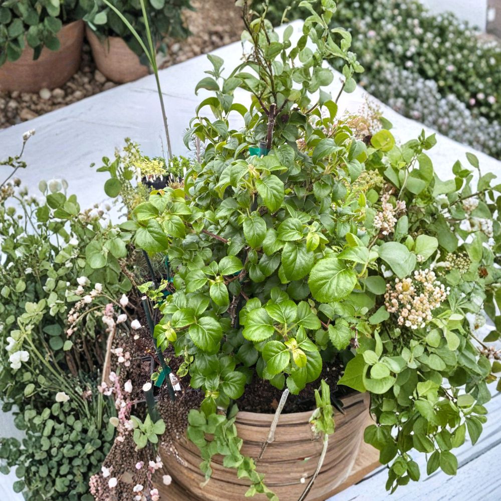 Climbing Hydrangea Live Plant 4 Inch Pot | Schizophragma hydrangeoides 'Platt Little Leaf' | Shade Garden Vine with White Blooms