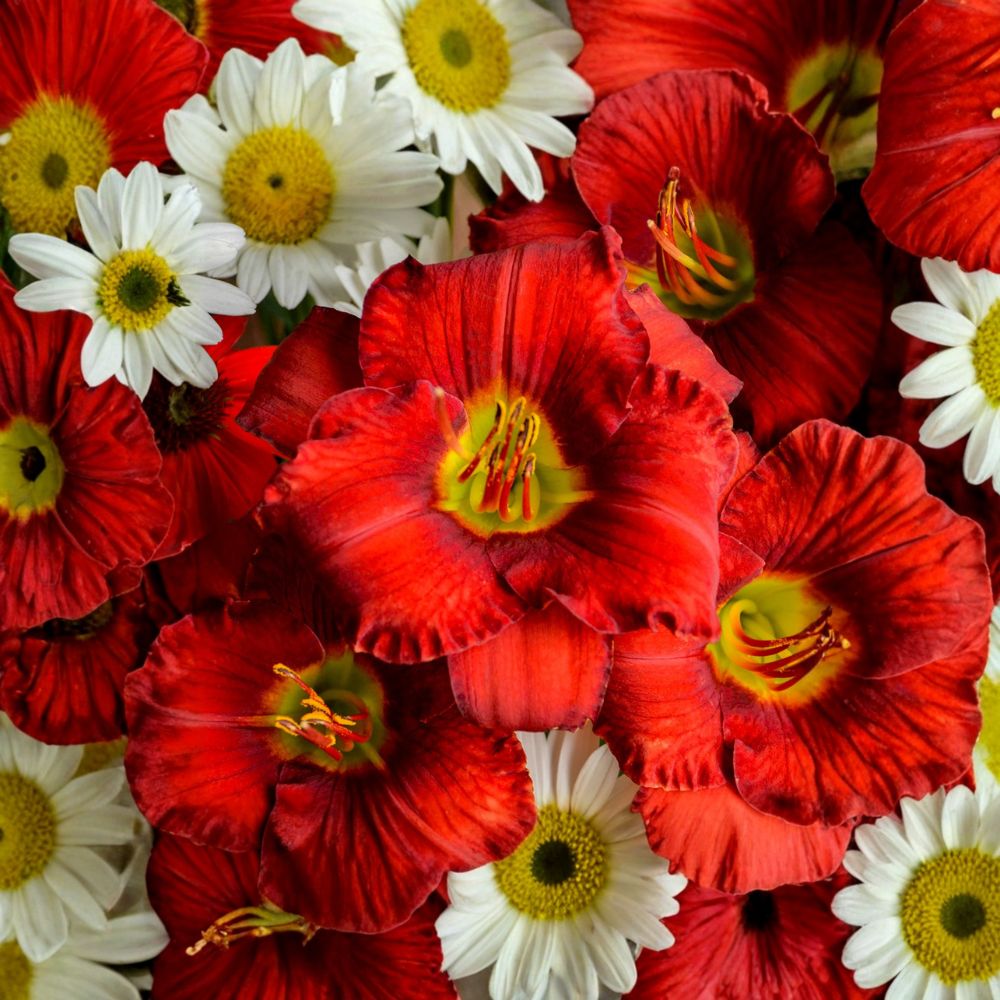 Daylily Bare Root Plants – Grade #1 Hemerocallis 'Funny Valentine' – Large Red Blooms, Sunfast Perennial Flower, Hardy Garden Favorite