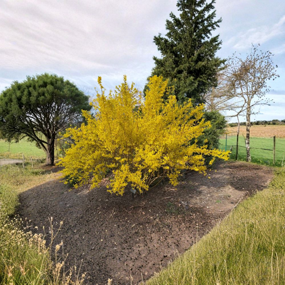 Forsythia x intermedia 'Fiesta' Variegated Shrub Live Plant 4 Inch Pot Golden Spring Blooms Compact Landscape Accent