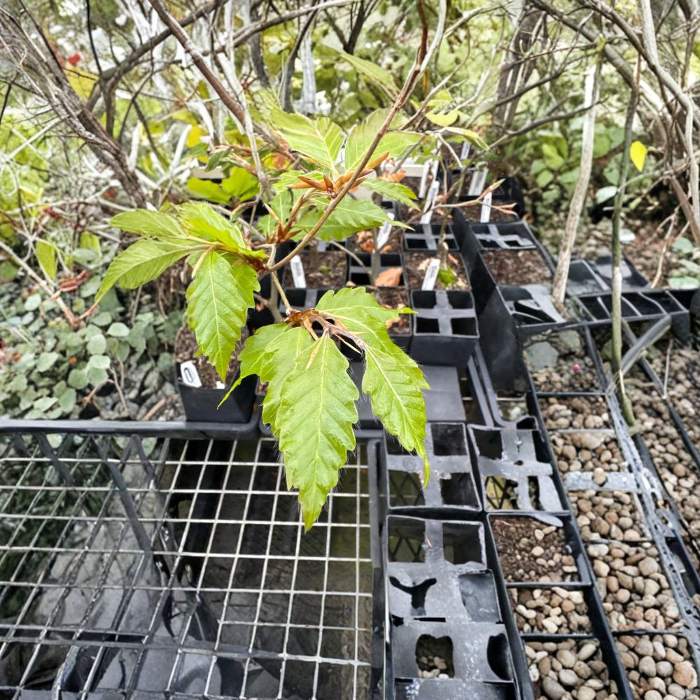 Fagus sylvatica 'Sandrode' European Beech Live Plant – 10 Inch Graft, Ornamental Tree for Landscape, Rare Specimen