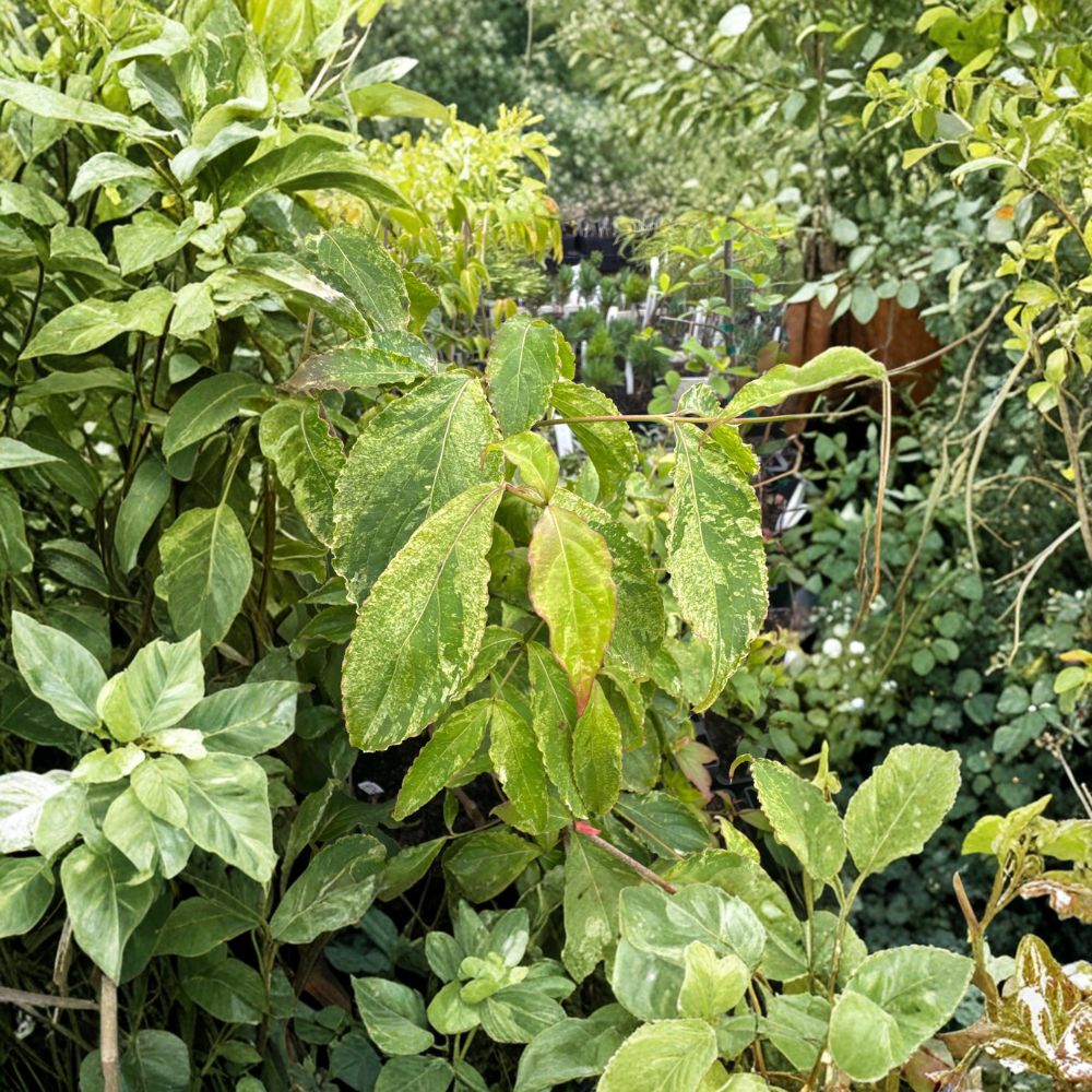 Cornus kousa 'White Duster' Variegated Dogwood Live Plant – Cream Foliage, Ornamental Landscape Tree, Grafted, 12 Inches