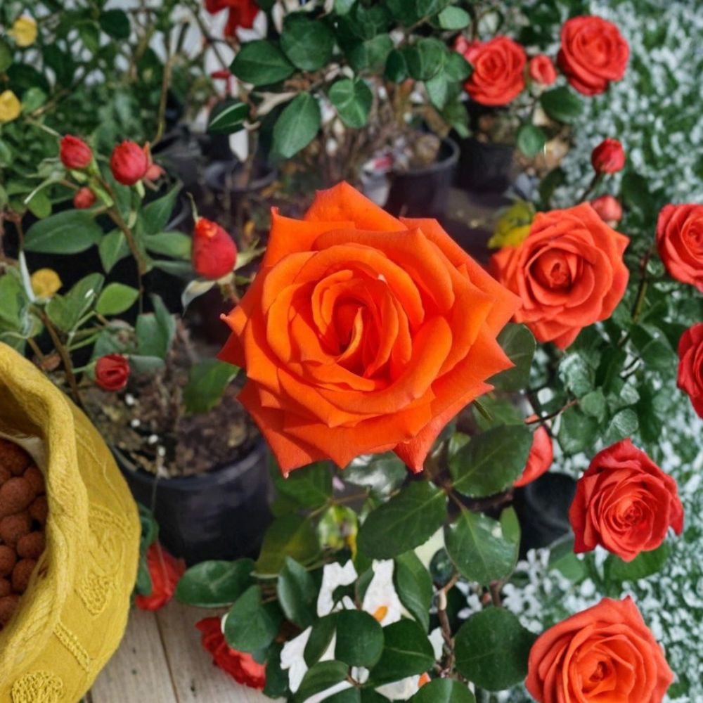Marina Everblooming Floribunda Rose – Salmon Orange Live Bush Plant | 3 Gallon Garden Rose with Root Ball