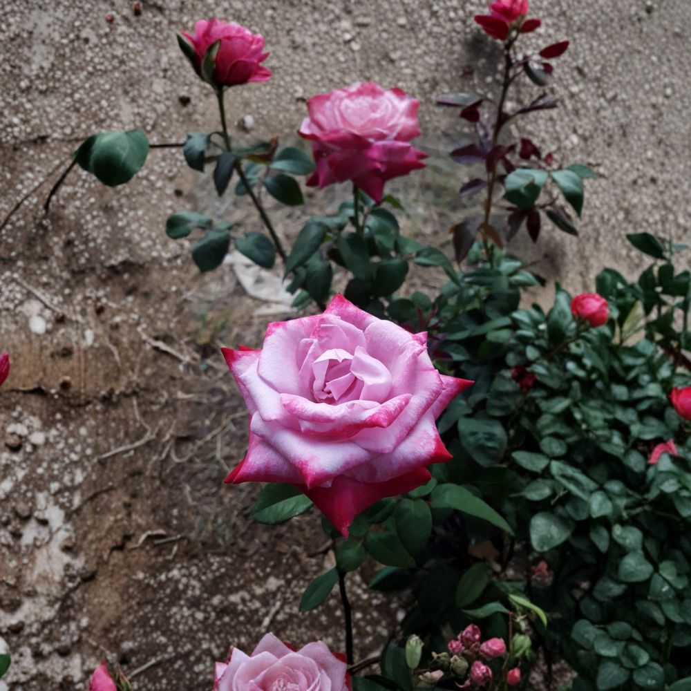 Paradise Hybrid Tea Rose – Live Fragrant Rose Bush 1 Gallon Lavender Pink Magenta Blooms Garden Favorite