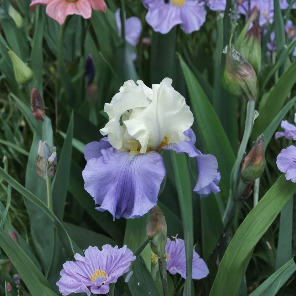 Stairway to Heaven Bearded Iris – 3 Live Rhizomes, Lavender Blue Fragrant Perennial Flower, Hardy Garden Iris