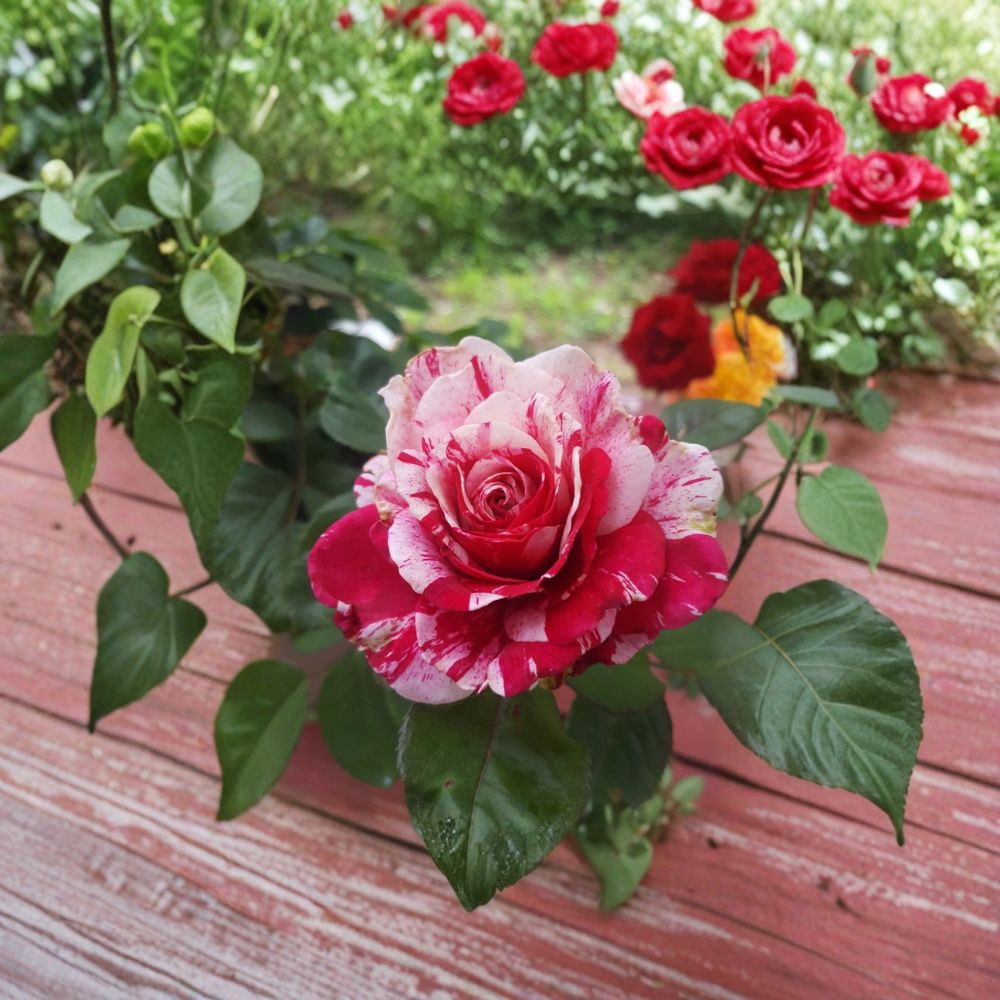 Scentimental Floribunda Rose – 3 Gallon Live Bush Plant with Large Double Blooms, Striped Fragrant Rose, Easy to Grow, Root Ball Included