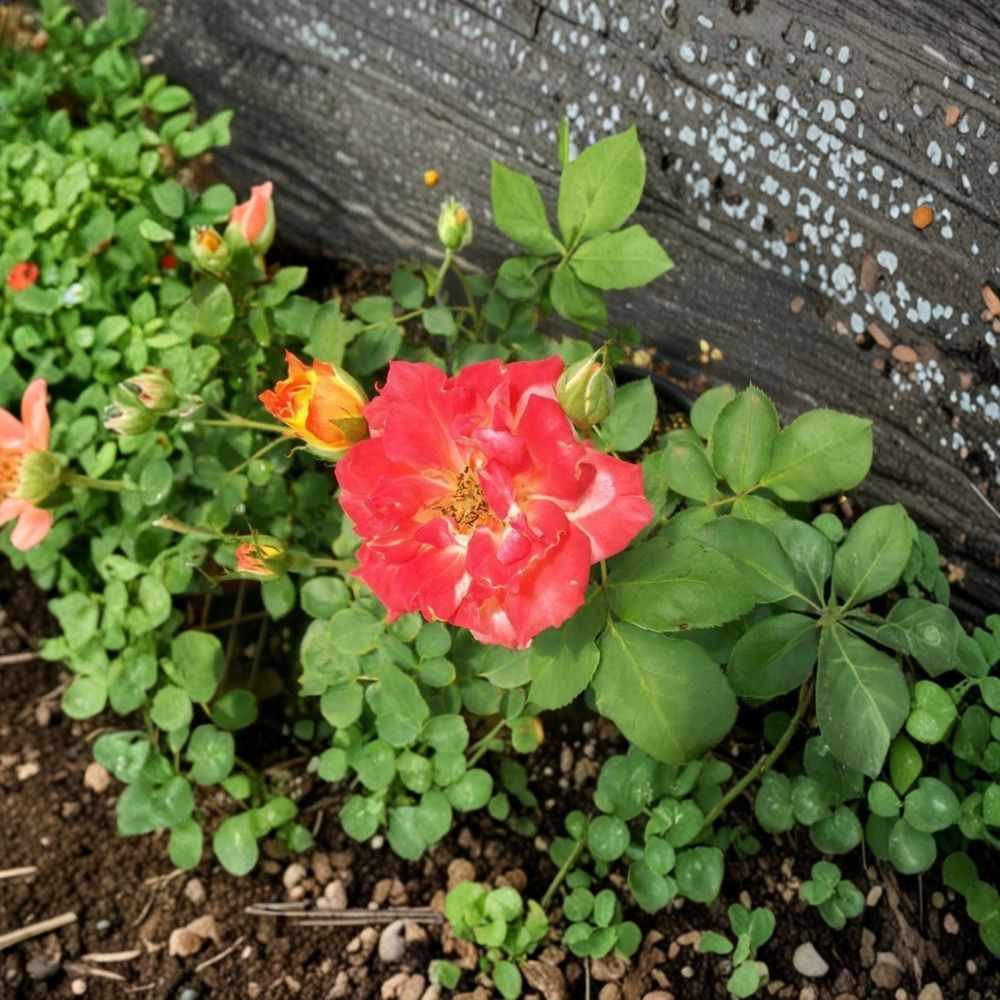 Pinata Rose Live Plant 2 Gallon Yellow Orange Blooms Garden Landscape Rosa