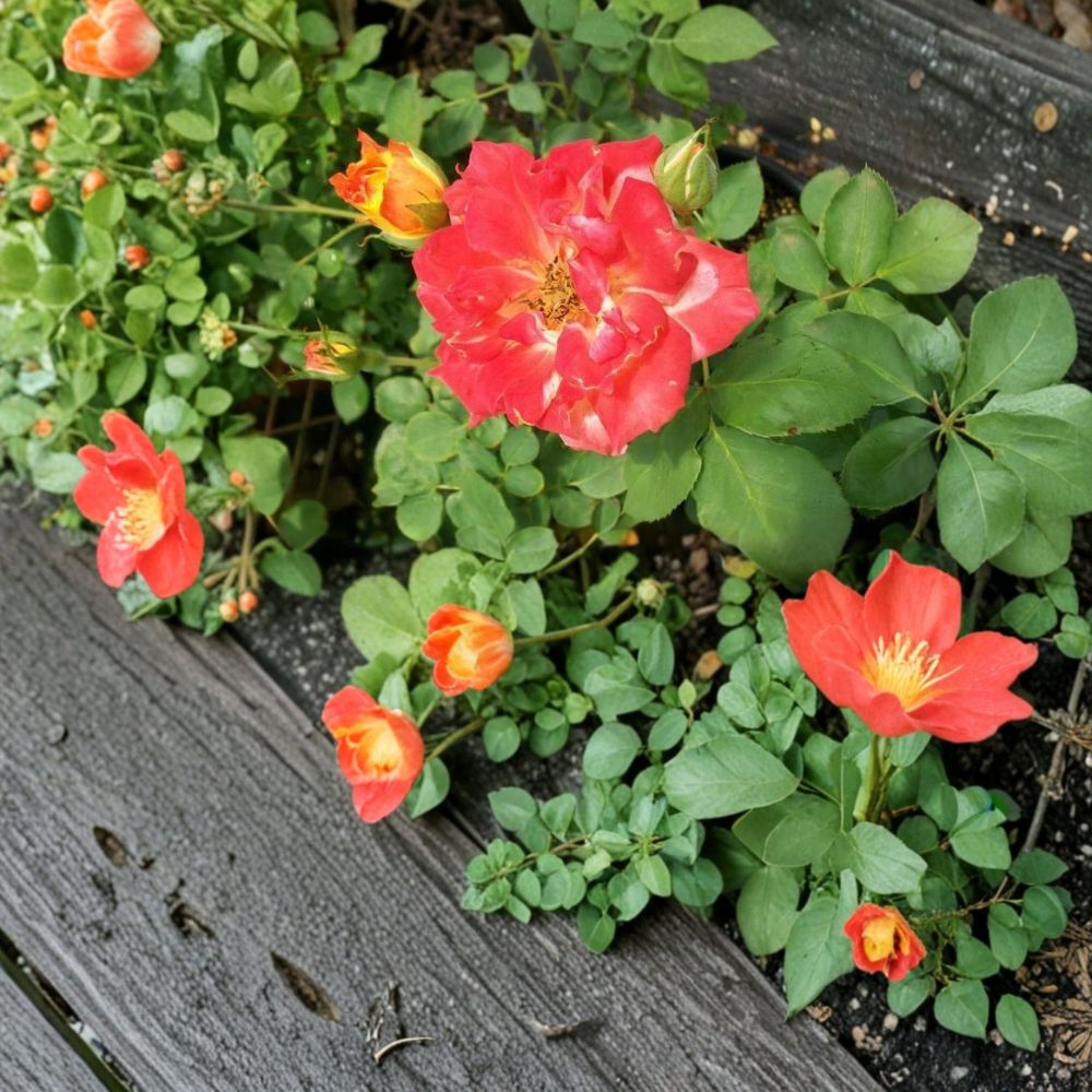 Pinata Rose – Yellow Orange Climbing Rose Plant | 3 Gallon Live Bush with Root Ball | Colorful Garden Flower | Easy to Grow Rosa